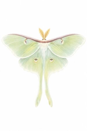 Pale green Luna moth from Naomi Gennevieve Baker’s original photograph, cleanly isolated on a white background.